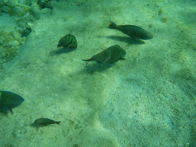 Fische bei der Nahrungssuche im Sand. Treten oft in kleinen Gruppen auf, die aus verschiedenen Fischarten bestehen
