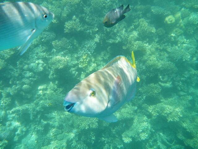 Papageifisch
