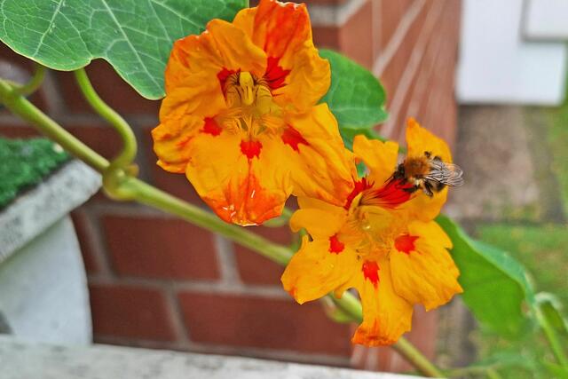 Und dann kam der Besuch!
Siehe weitere Bilder. | Foto: dieter@senger