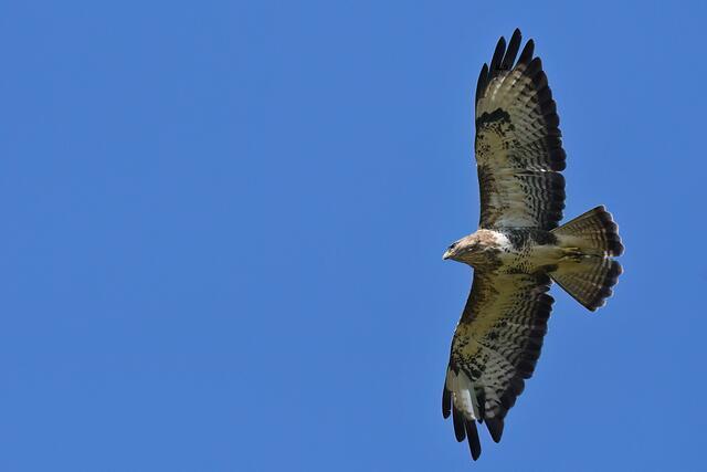 Foto: Copyright Andreas Schäfer