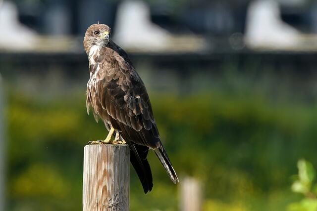 Foto: Copyright Andreas Schäfer