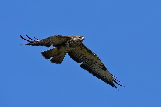 Foto: Copyright Andreas Schäfer