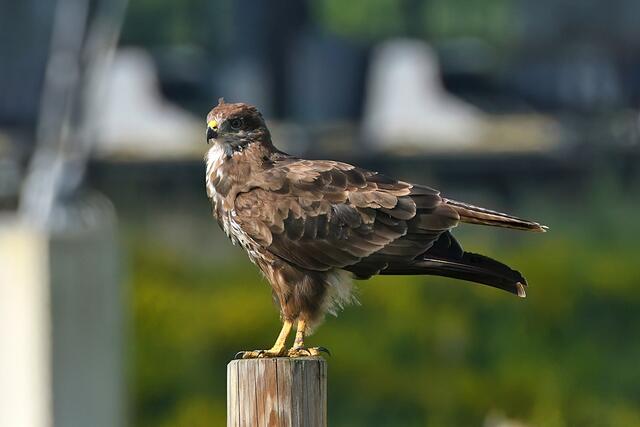 Foto: Copyright Andreas Schäfer