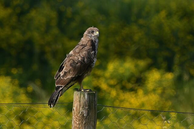 Foto: Copyright Andreas Schäfer