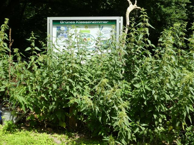 Das grüne Klassenzimmer.... 