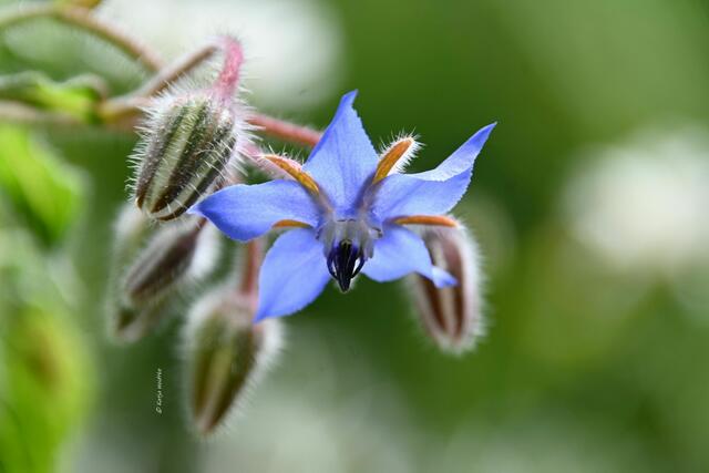 Die Farben des Regenbogens im Junigarten (Foto: Katja Woidtke)

Borretsch (Borago officinalis) | Foto: Katja Woidtke