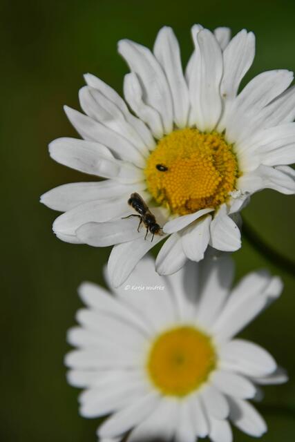 Die Farben des Regenbogens im Junigarten (Foto: Katja Woidtke)

Wiesenmargerite auf der wilden Wiese (Leucanthemum vulgare) | Foto: Katja Woidtke