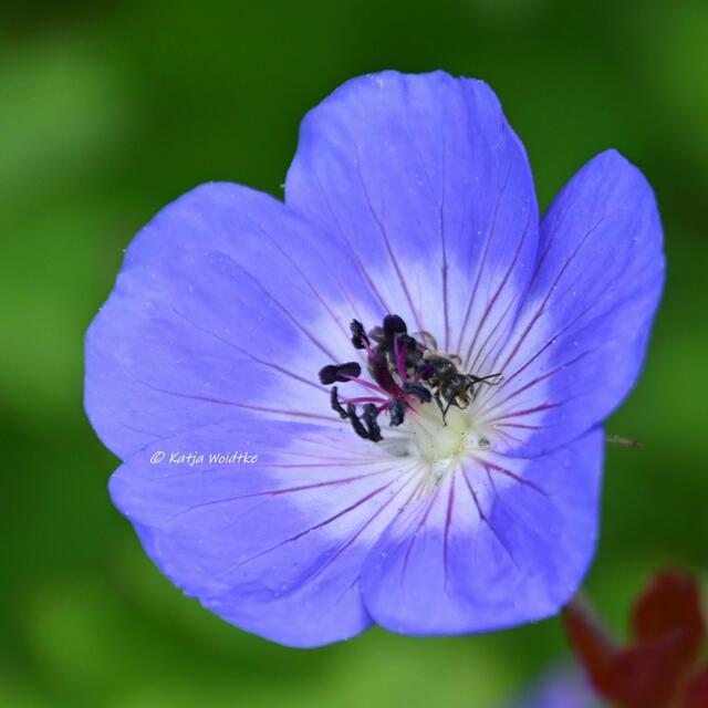 Die Farben des Regenbogens im Junigarten (Foto: Katja Woidtke)

Wildbiene in der Blüte des Storchschnabels (Geranium) "Rozanne" | Foto: Katja Woidtke