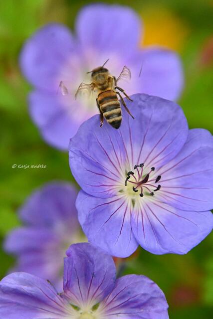 Die Farben des Regenbogens im Junigarten (Foto: Katja Woidtke)

Besuch am Storchschnabel (Geranium wallichianum) "Rozanne" | Foto: Katja Woidtke