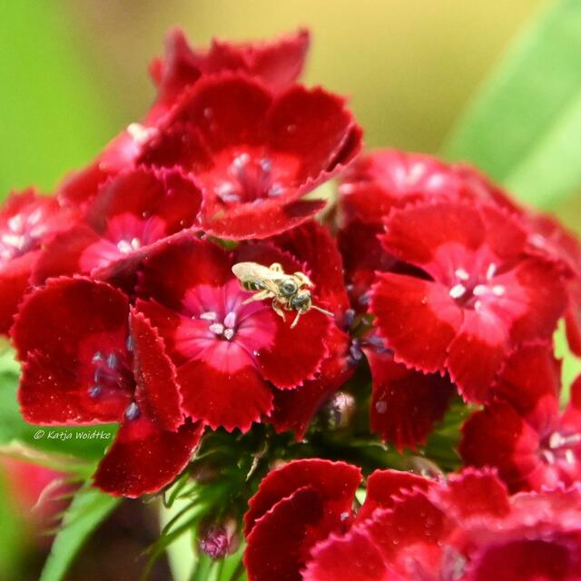 Die Farben des Regenbogens im Junigarten (Foto: Katja Woidtke)

Bartnelke (Dianthus barbatus) | Foto: Katja Woidtke
