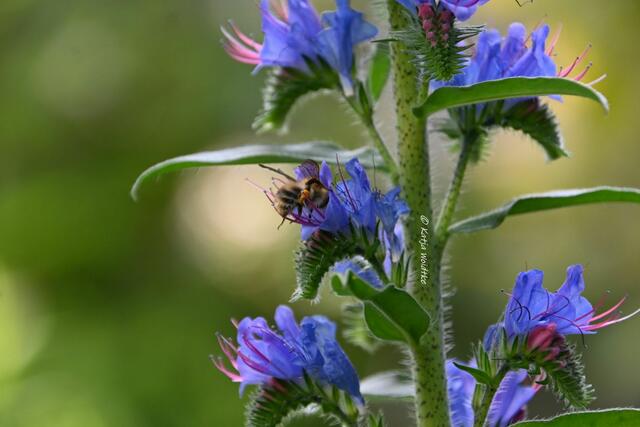 Die Farben des Regenbogens im Junigarten (Foto: Katja Woidtke)

Insektenmagnet Gewöhnlicher Natternkopf (Echium vulgare) | Foto: Katja Woidtke