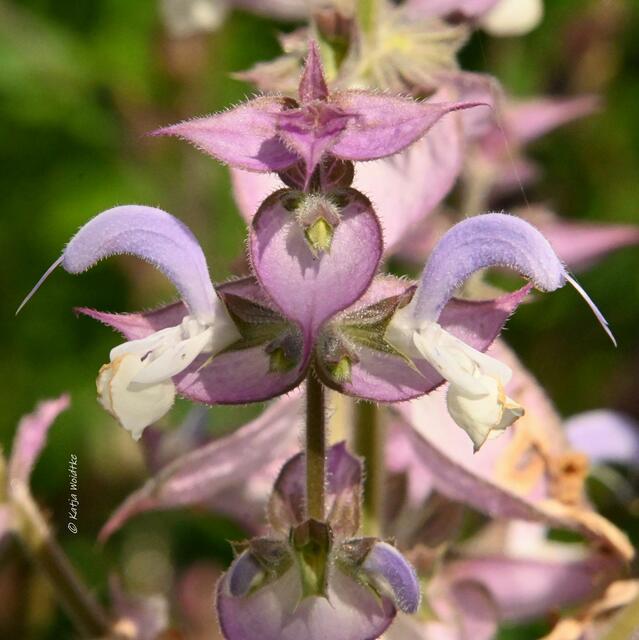 Die Farben des Regenbogens im Junigarten (Foto: Katja Woidtke)

Fabelwesen oder Blütenstand des Muskatellersalbeis? (Salvia sclarea) | Foto: Katja Woidtke
