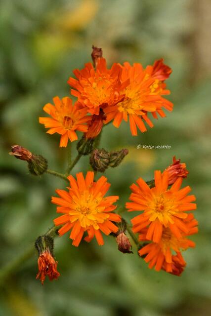 Die Farben des Regenbogens im Junigarten (Foto: Katja Woidtke)

Orangerotes Habichtskraut (Hieracium aurantiacum L.) | Foto: Katja Woidtke
