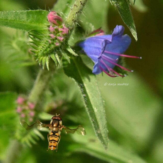 Die Farben des Regenbogens im Junigarten (Foto: Katja Woidtke)

Schwebfliege im Anflug auf den Gewöhnlichen Natternkopf (Echium vulgare) | Foto: Katja Woidtke