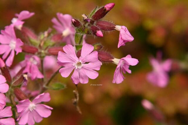 Die Farben des Regenbogens im Junigarten (Foto: Katja Woidtke)

Rote Lichtnelke (Silene dioica) | Foto: Katja Woidtke