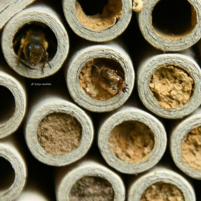 Die Farben des Regenbogens im Junigarten (Foto: Katja Woidtke)

Neues Leben in der Insekten-Nisthilfe | Foto: Katja Woidtke