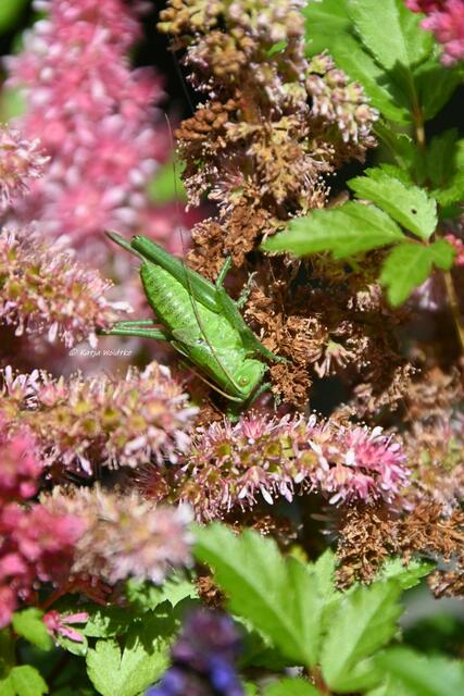 Die Farben des Regenbogens im Junigarten (Foto: Katja Woidtke)

Grünes Heupferd (Tettigonia viridissima) in einer Astilbe | Foto: Katja Woidtke