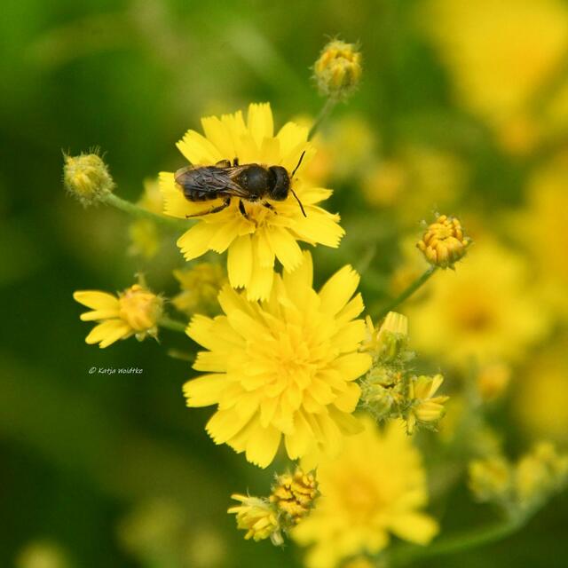 Die Farben des Regenbogens im Junigarten (Foto: Katja Woidtke)

Wildbiene auf der Blüte des Habichtskrauts (Hieracium) | Foto: Katja Woidtke