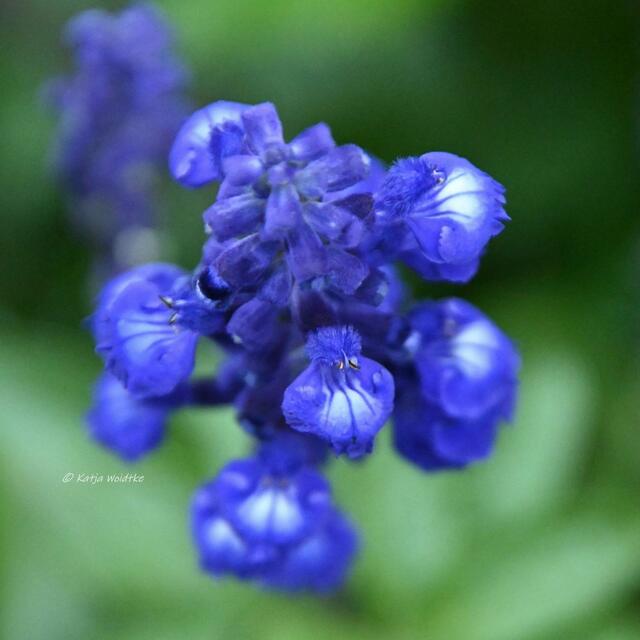 Die Farben des Regenbogens im Junigarten

Mehliger Salbei (Salvia farinacea) | Foto: Katja Woidtke