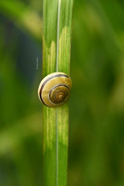 Die Farben des Regenbogens im Junigarten (Foto: Katja Woidtke)

Bänderschnecke (Cepaea) im Zebragras | Foto: Katja Woidtke