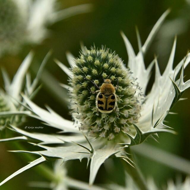 Die Farben des Regenbogens im Junigarten (Foto: Katja Woidtke)

Pinselkäfer  auf einer Elfenbeindistel (Eryngeum giganteum) "Silver ghost" | Foto: Katja Woidtke