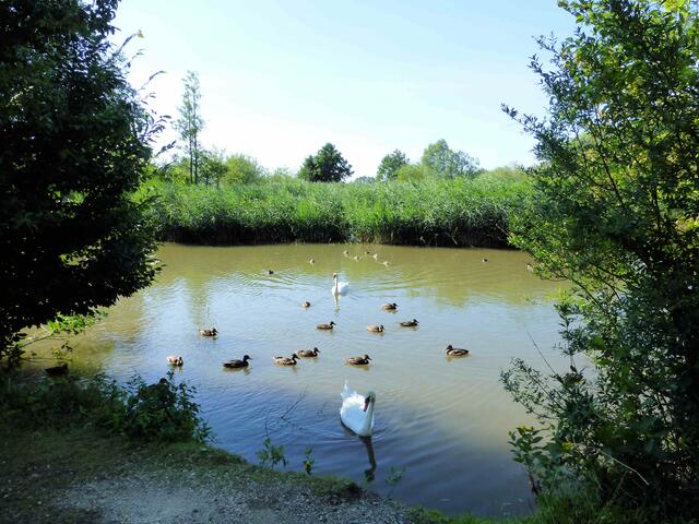 Weiher an der Ach | Foto: Dr. Hubert Raab