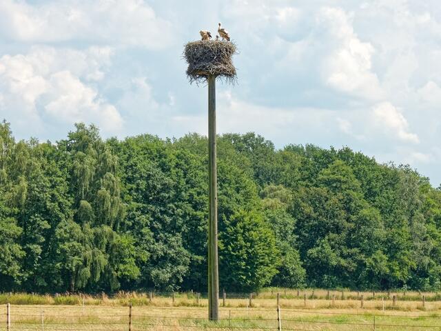 Trotz idealem Flugwetter will noch kein Jung-Storch herunterfliegen!