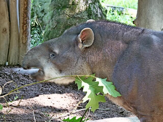 Ich bin ein Tapir
