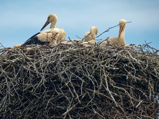 Faule Gesellschaft!