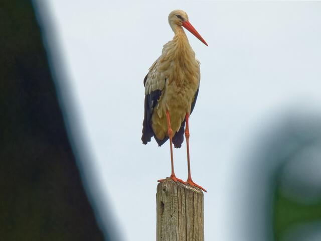 Ab hier beginnt der TEIL 2 der Bilderserie (06.07.2024)
Ein Alt-Storch "parkt" auf dem Ausweich-Pfahl! 