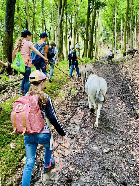 Über Stock und Stein bei der Eselwanderung im Ferienpass Sehnde mit dem CDU Ortsverband Sehnde. Kommunalpolitik / Politik mal über den Tellerrand hinaus, Jugendarbeit macht Spaß. Die Sommerferien sind immer die schönste Zeit und für Jung und Alt wird viel geboten. 

#ansprechbarinsehnde #rinteln #gemeinsamstarkfürsehnde #cduovsehnde #sehnde #ferienpass #sommerferien #familienstadt #FamilienstadtSehnde #Eselwanderung #jugendarbeit #kijutreff #kijutreffsehnde #cdusehnde #sehnde2026 #ansprechbar #gemeinsamstarkinsehnde #FerienpassSehnde #wirhabenspaß | Foto: (c) CDU OV Sehnde / jr / as 