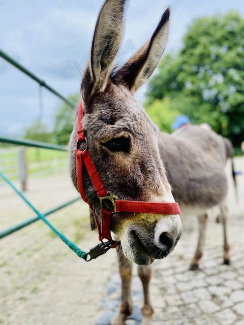 Schon mal mit einem Esel gewandert ? Kein Problem bei der Eselwanderung im Ferienpass Sehnde mit dem CDU Ortsverband Sehnde. Kommunalpolitik / Politik mal über den Tellerrand hinaus, Jugendarbeit macht Spaß. 

#ansprechbarinsehnde #rinteln #gemeinsamstarkfürsehnde #cduovsehnde #sehnde #ferienpass #sommerferien #familienstadt #FamilienstadtSehnde #Eselwanderung #jugendarbeit #kijutreff #kijutreffsehnde #cdusehnde #sehnde2026 #ansprechbar #gemeinsamstarkinsehnde #FerienpassSehnde #wirhabenspaß | Foto: (c) CDU OV Sehnde / jr / as