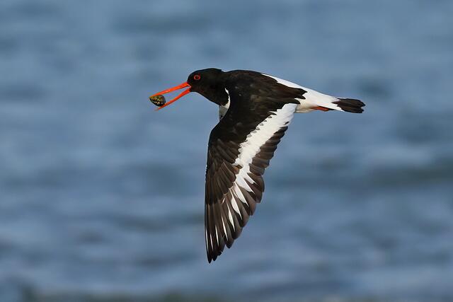 Foto: Copyright Andreas Schäfer