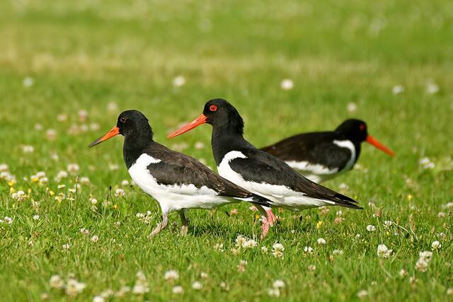 Foto: Copyright Andreas Schäfer