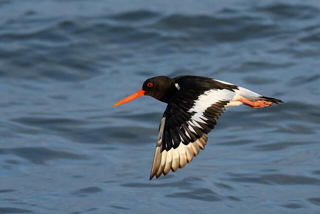 Foto: Copyright Andreas Schäfer