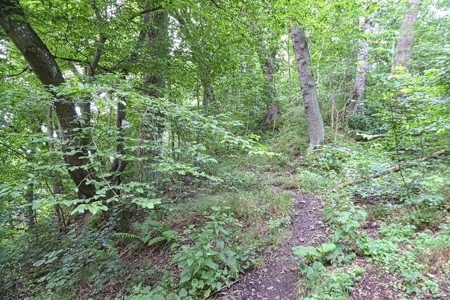 der Weg führt zur Ruine Heinrichsburg