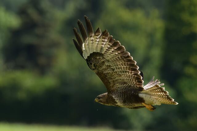 Foto: Copyright Andreas Schäfer