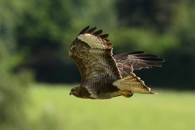 Foto: Copyright Andreas Schäfer