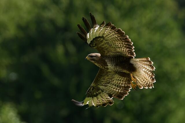 Foto: Copyright Andreas Schäfer