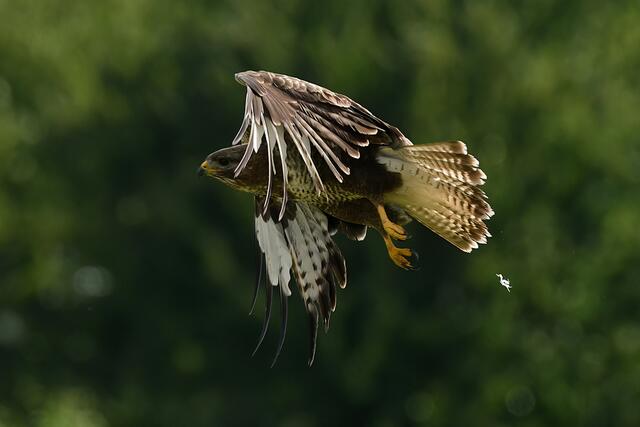 Foto: Copyright Andreas Schäfer