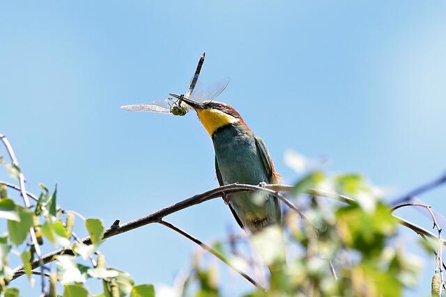 Foto: Copyright Andreas Schäfer