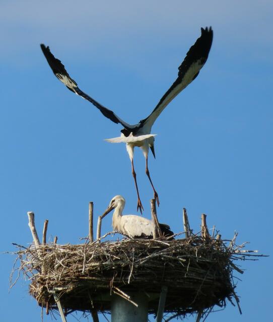 Ausschnitt aus dem Original-Foto. | Foto: M. A.