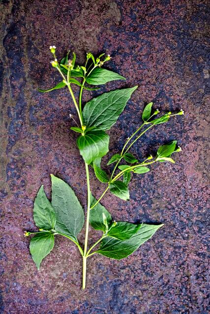 Überzeugt knackig-frisch im Salat, aber auch als Pesto: das Franzosenkraut. | Foto: djd-k/DJV/Deharde