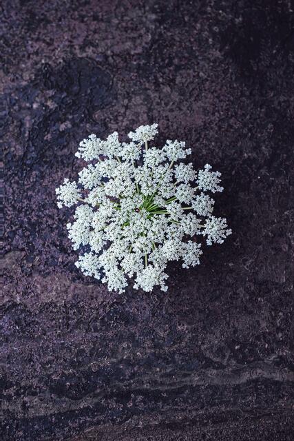 Angenehm mild schmeckt die Wilde Möhre. Sie ist dazu reich an Carotinoiden, die der Körper für die Vitamin-A-Bildung braucht. | Foto: djd-k/DJV/Deharde