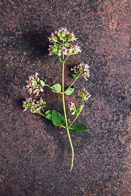 Der Dost oder Oregano passt mit seiner würzigen Note gut zu Wildgerichten. | Foto: djd-k/DJV/Deharde