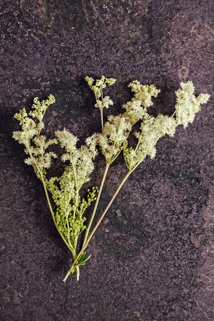 Mit seinem blumigen Aroma verfeinert das Mädesüß Getränke und Desserts. | Foto: djd-k/DJV/Deharde