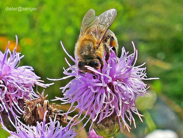 Foto: dieter@senger