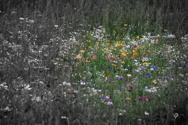 Blumenwiese im Stadtgarten Bottrop
