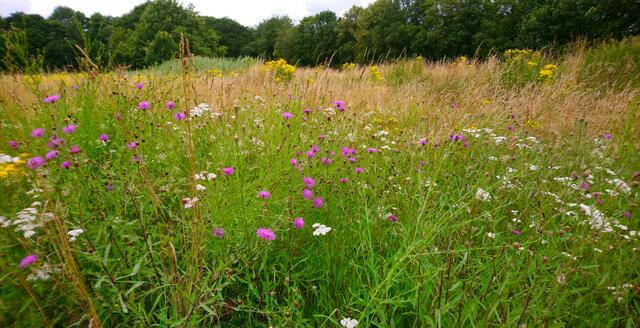Bunte Wiese im Langenhagener Stadtpark | Foto: Shima Mahi