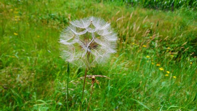 Einfach schön, so eine Pusteblume! | Foto: Shima Mahi